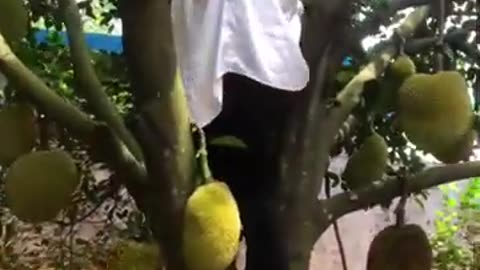 Picking ripe Jackfruits! #fruitgarden #harvesting