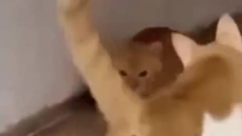 What this cat eaten
