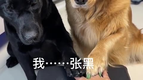Blessed Dogs