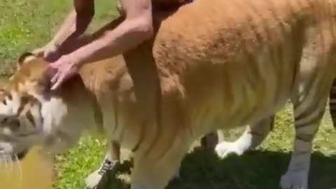 Funny Animals