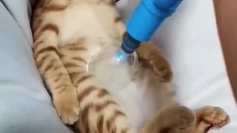 funny animals #shorts try not to laugh 😂 funny cats!! cute cats #shorts