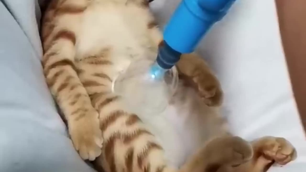 funny animals #shorts try not to laugh 😂 funny cats!! cute cats #shorts