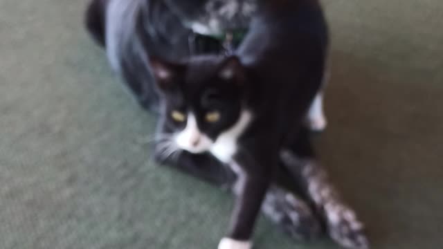 Roscoe the Dog & Schnicklefritz the Cat