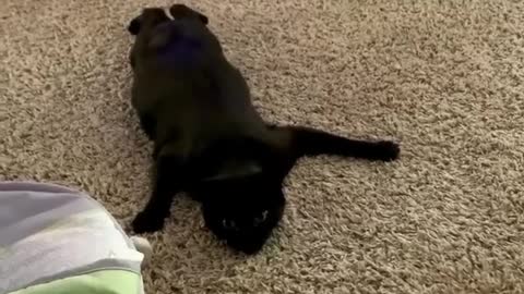 cat mission Impossible