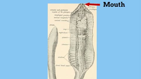 Earthworm digestive system_Cut