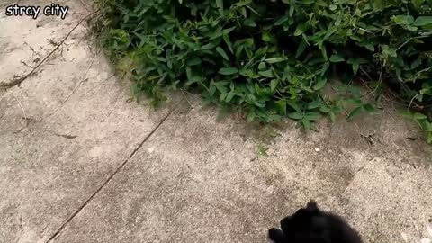 two quiet puppies