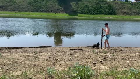 French bulldog escapes the heat in the river