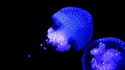 MARINE LIFE 4K ULTRA HD The Most Beautiful Undersea Creature on Earth