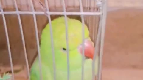 My parrot eating his meal 🦜🦜