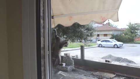 cat training skills