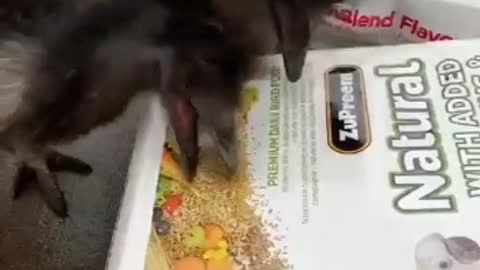 Cute Hungry Birds