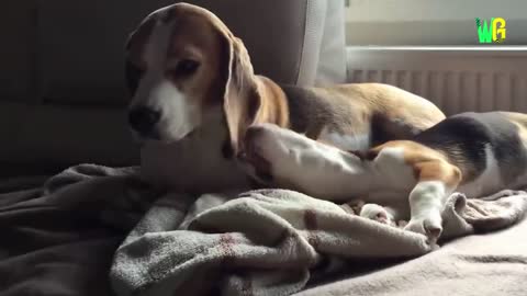 World’s Cutest Dog Breeds