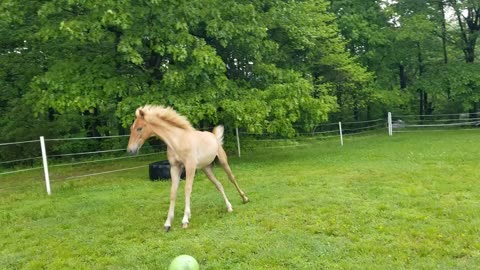 Jumping career? No, just having fun.