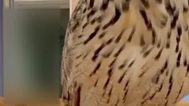 Best Funny Animal Videos of the year (2021), funniest animals ever. relax with cute animals