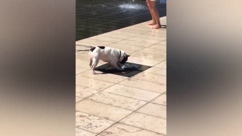 Funniest Animals/ dogs and cats