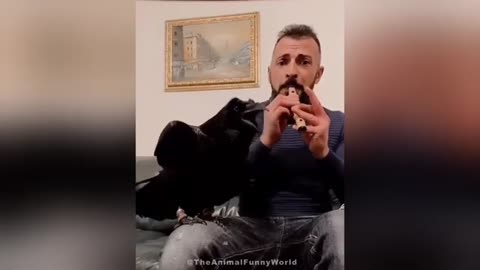 funny animal video 2024