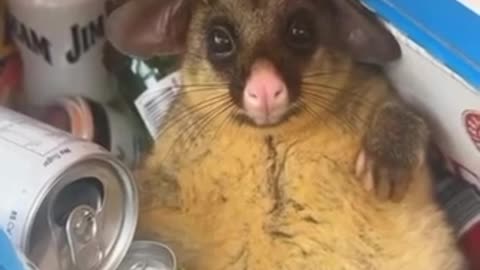Possum got into leftover booz and is in need of siesta