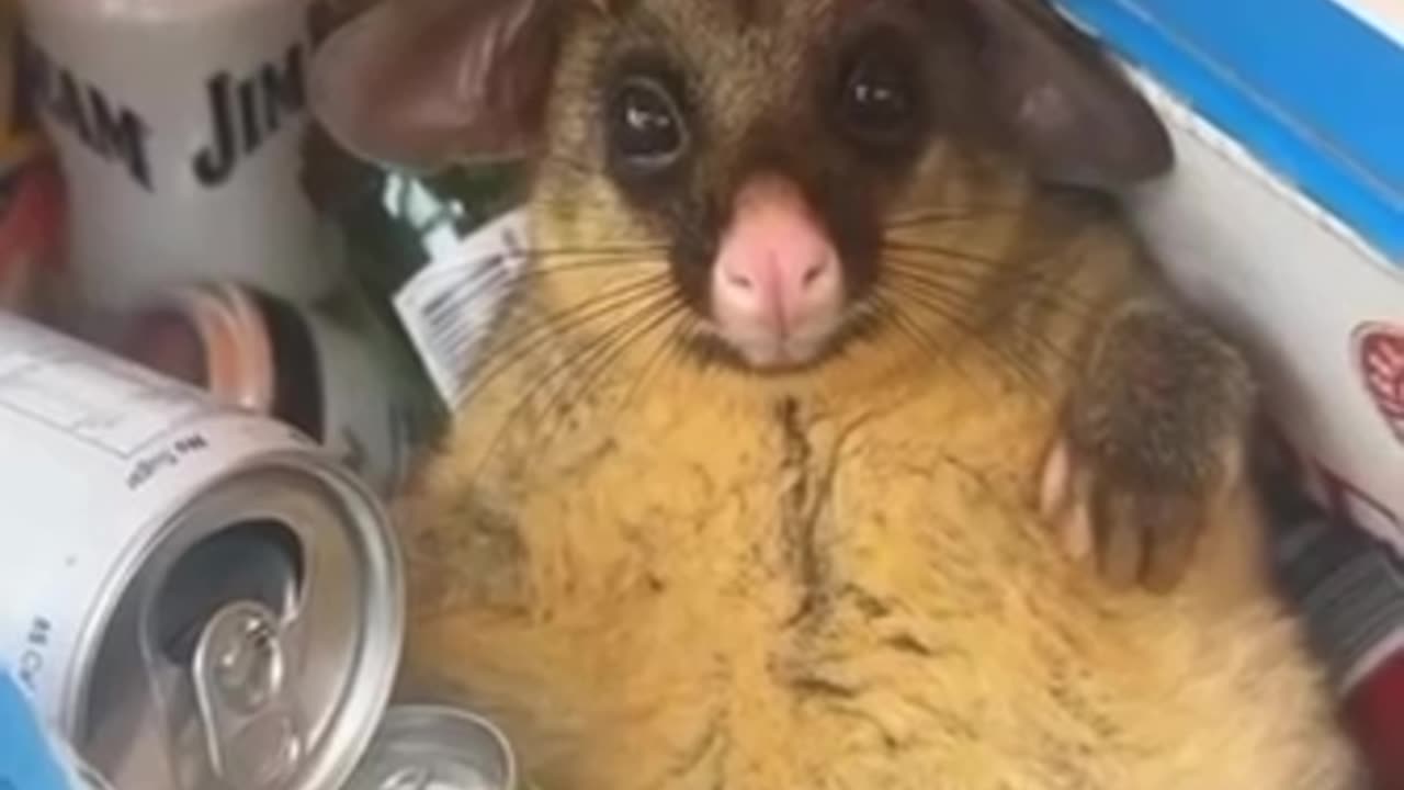 Possum got into leftover booz and is in need of siesta