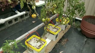 Growing Black Krim Tomatoes