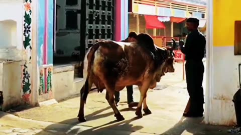 Beauty of sanatan Dharm🙏❤