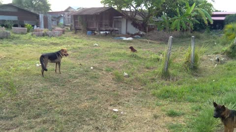Rough and tumble with big dog.