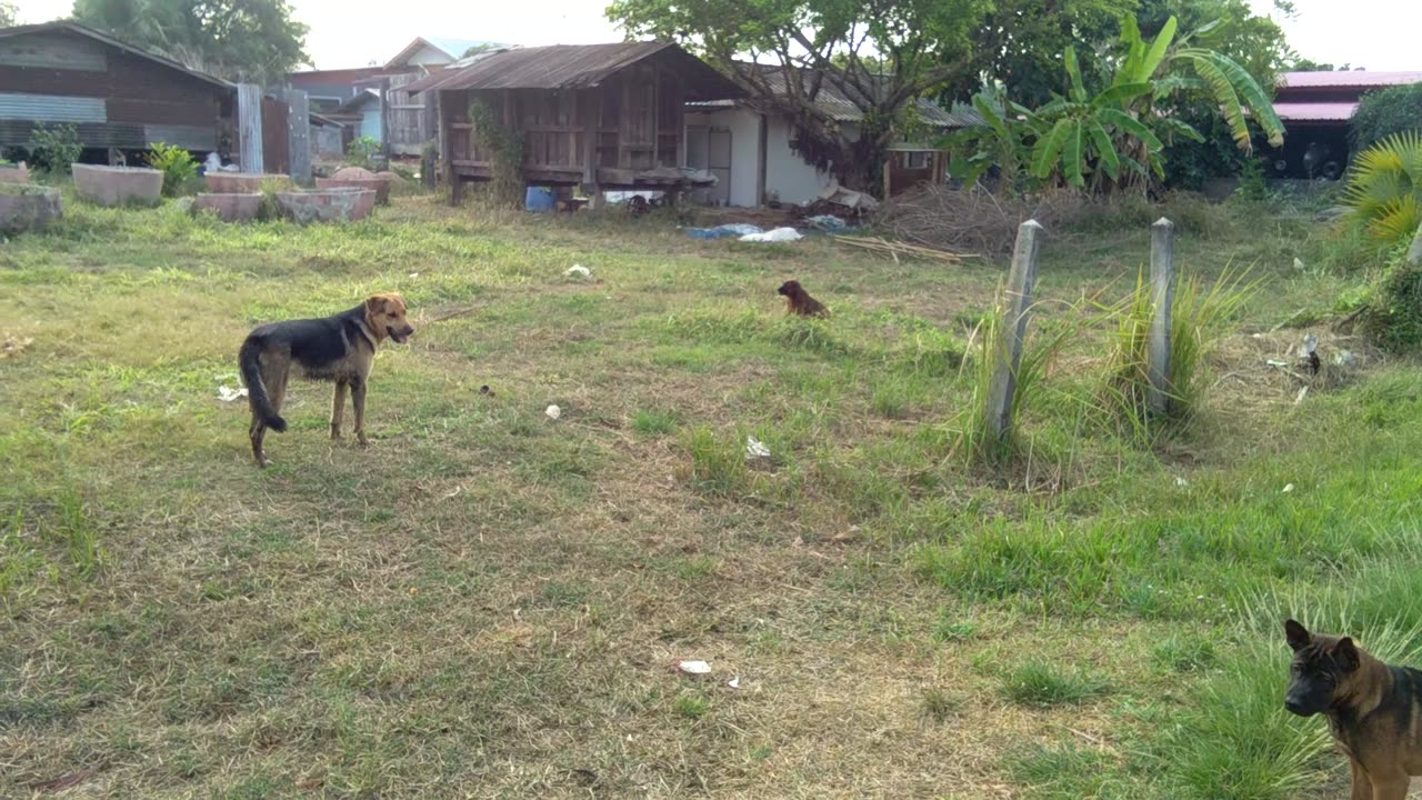 Rough and tumble with big dog.