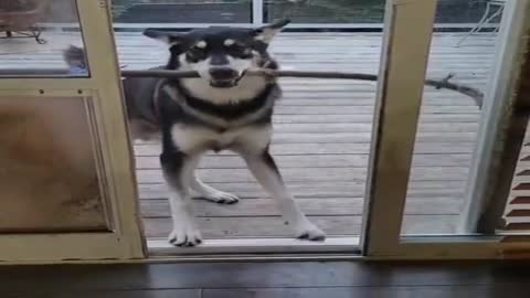 Husky tries to bring large branch inside, hilariously fails