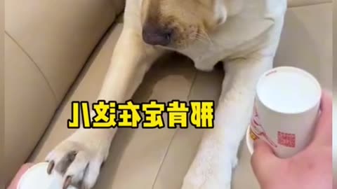 Funny Confusing Dog