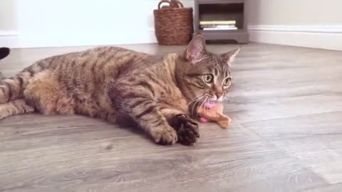 Cat playing toy funny cat