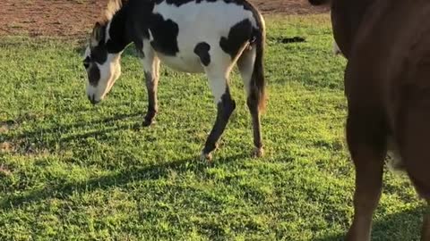 Mini Donkey Defends Cat by Kicking Cow Away When It Made Her Uncomfortable