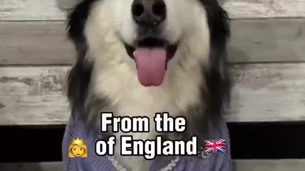 Seven Dog Army