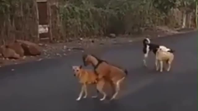 The most dangerous goat in the world (watch out for your dogs)