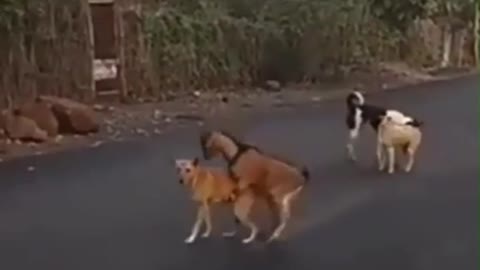 The most dangerous goat in the world (watch out for your dogs)