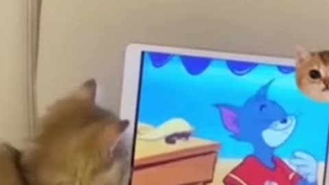 Cat 🐈 funny video full 🤣 Entertainment Don't Try Laughing 🤣