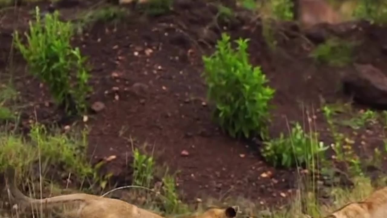 Wild Bliss Unveiling Animal Happiness and Peace