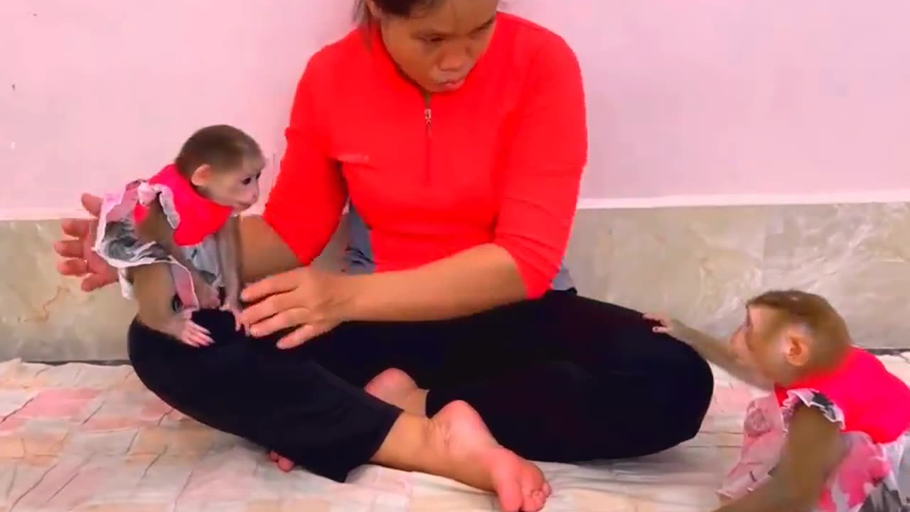 They are Clever and Lovely #monkeys #pets #animals #funny #16