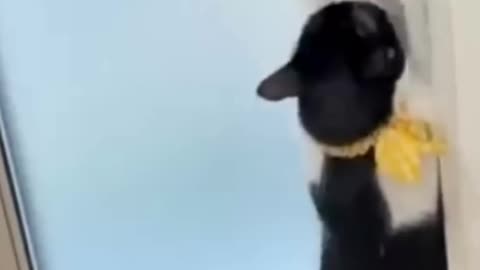 The best 😂funny videos with 😺🐶cats, dogs. FUNNY PETS