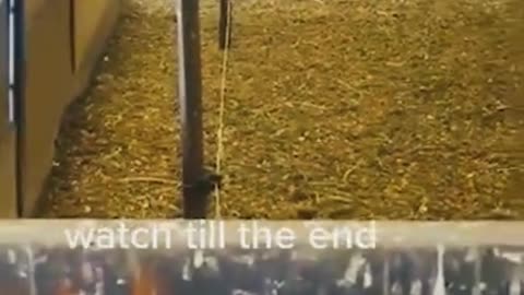 FUNNY ANIMAL VIDEO!!#shorts