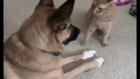 FUNNY REELS