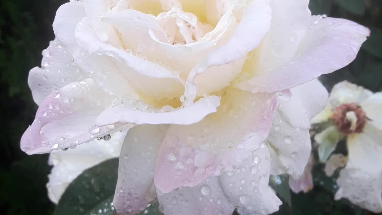 Rose treasure