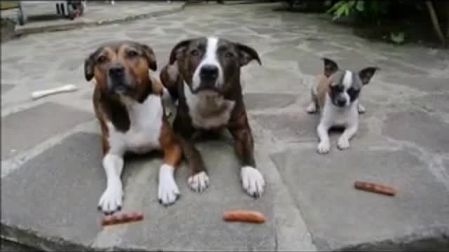 Funny videos - Funny Dogs- Funny Dogs Videos- Best funny videos Compilation 2014