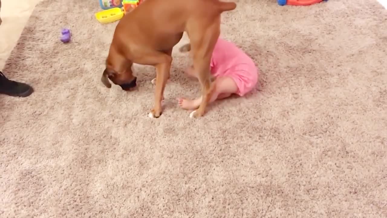 Pet Dogs and Babies are Best Friends – Funny Pet Videos