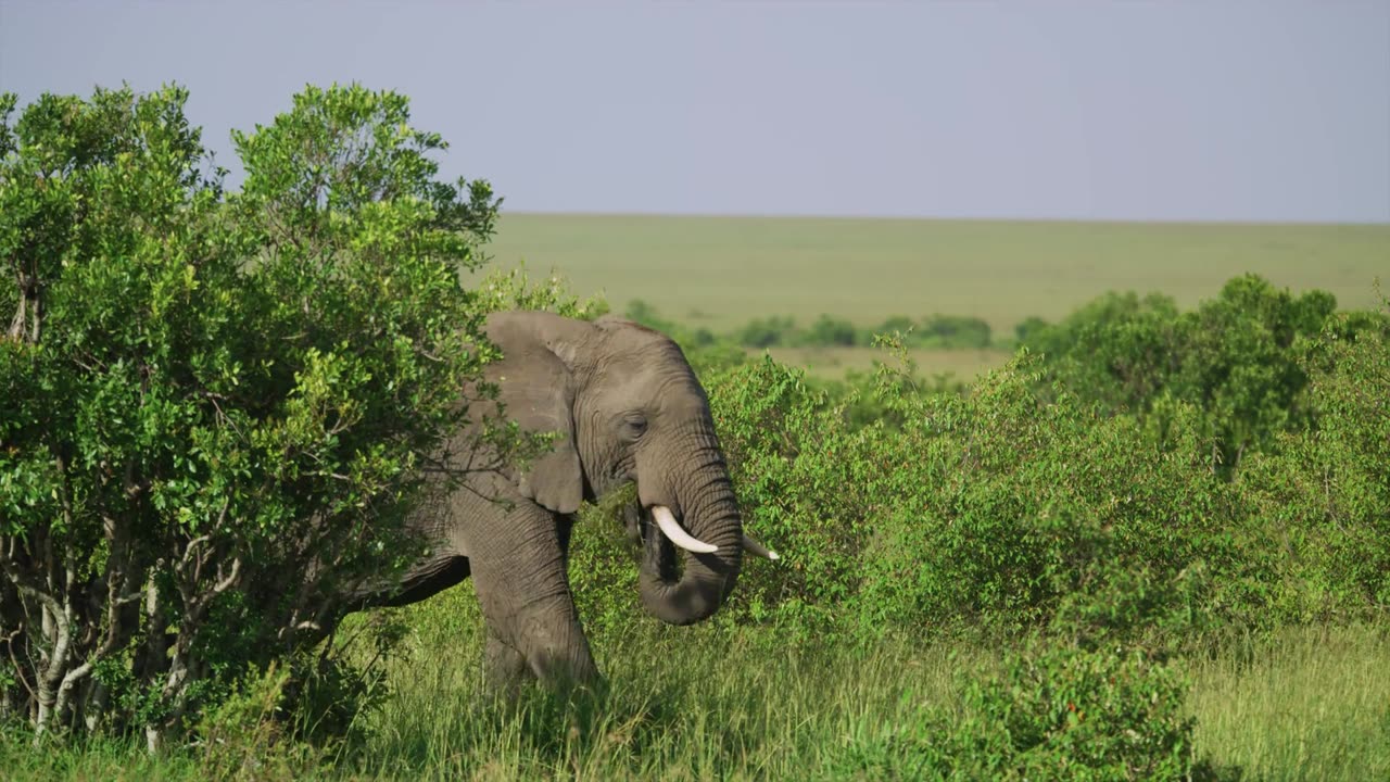 《8K Ultra HD》Wildlife Series How Many Species Do You Recognize