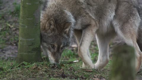 wolves kingdom 2
