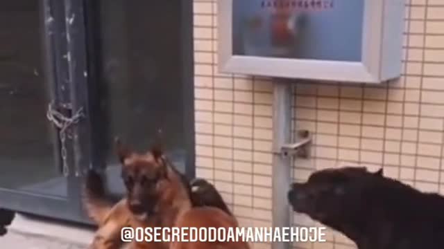 the dog is the most faithful animal
