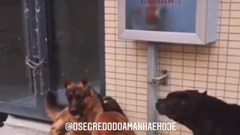 the dog is the most faithful animal