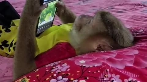 Smart monkey