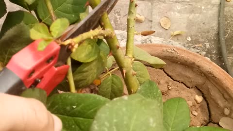 How To Cut Rose DieBack | 45 Angle Cutting Of Rose | Pink Rose | Grafted Rose | Rose Plant Dieback