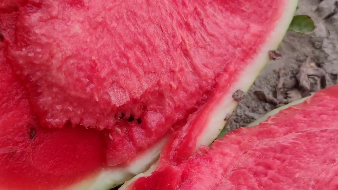 watermelon | 🍉 هندوانه