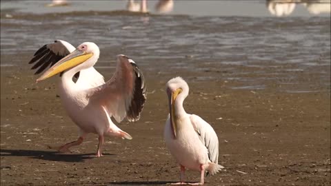 Great white pelican, Lake Nakuru, Kenya Oct 2022